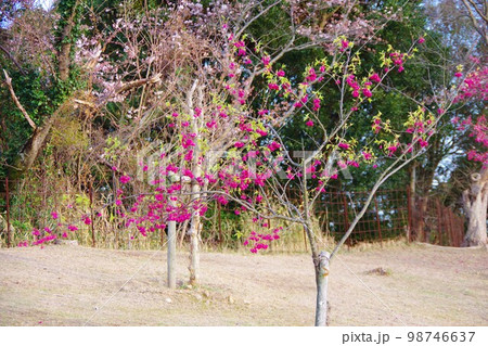 寒緋桜 寒緋桜 98746637