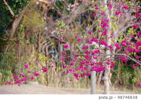 寒緋桜 寒緋桜 98746638