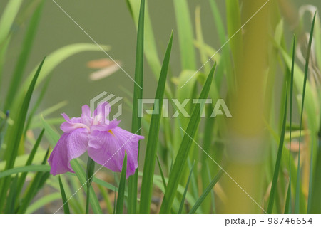 花菖蒲 花菖蒲 98746654