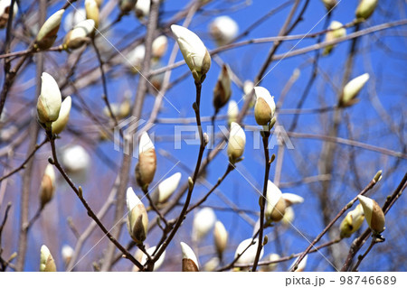 ハクモクレン（白木蓮） 98746689