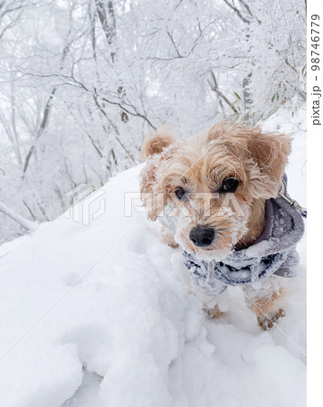ふわふわの雪とかわいい小型犬 ふわふわの雪とかわいい小型犬 98746779