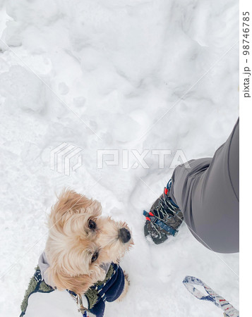 かわいい小型犬と一緒に登山する女性 かわいい小型犬と一緒に登山する女性 98746785