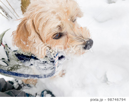ふわふわの雪とかわいい小型犬 ふわふわの雪とかわいい小型犬 98746794