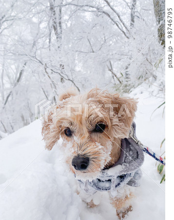 ふわふわの雪とかわいい小型犬 98746795