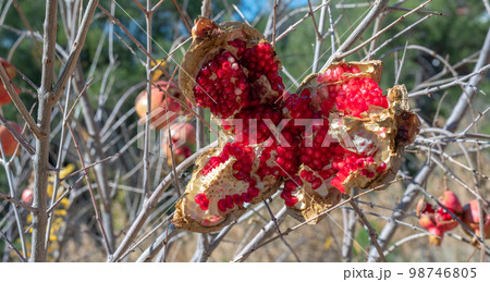 Pomegranate tree and a cracked pomegranate on the tree. 98746805