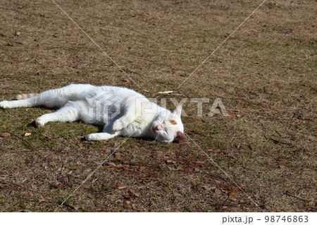 ごろん猫 98746863