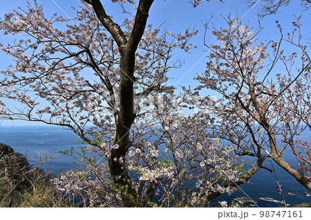 春の丹後半島 春の丹後半島 98747161