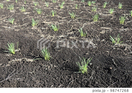 小麦の芽生え 小麦の芽生え 98747268