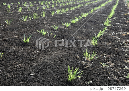 小麦の芽生え 小麦の芽生え 98747269