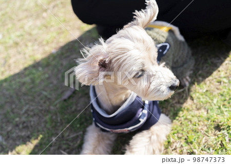 女性と公園で遊ぶ小型犬 女性と公園で遊ぶ小型犬 98747373
