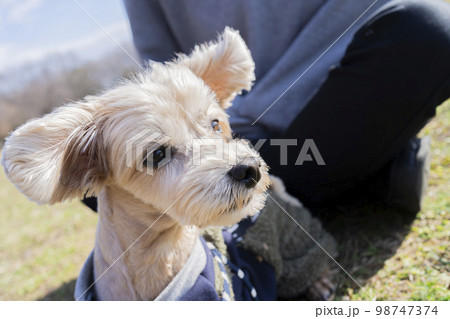 公園でくつろぐ小型犬 公園でくつろぐ小型犬 98747374