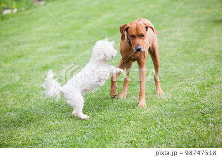 Rhodesian ridgeback with maltese dog 98747518