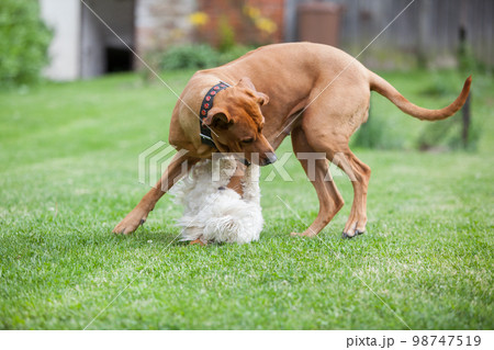 Rhodesian ridgeback with maltese dog Rhodesian ridgeback with maltese dog 98747519