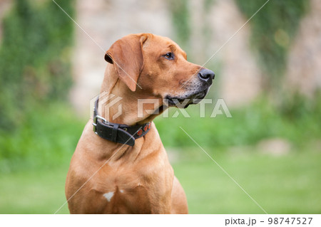 Rhodesian Ridgeback Rhodesian Ridgeback 98747527