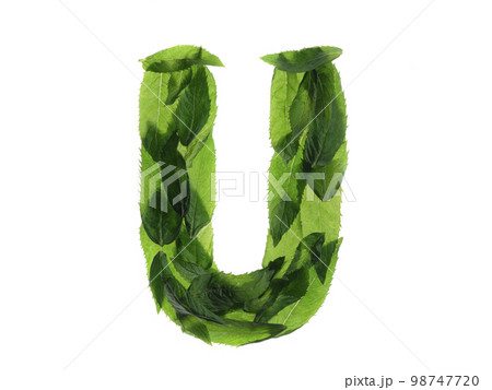 English alphabet made of a mint leaves isolated on white background. English alphabet made of a mint leaves isolated on white background. 98747720