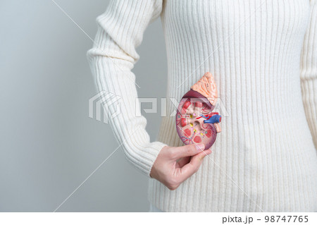 woman holding Anatomical human kidney Adrenal gland model. disease of Urinary system and Stones, Cancer, world kidney day, Chronic kidney and Organ Donor Day concept 98747765