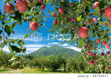 【青森県弘前市りんご】岩木山麓津軽の秋、りんご園は収穫中 98748077