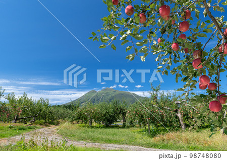 【青森県弘前市りんご】岩木山麓津軽の秋、りんご園は収穫中 98748080