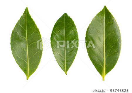 Set of fresh camellia leaves isolated on white background 98748323