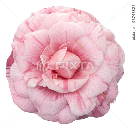 Pink camellia flower isolated on white background 98748325