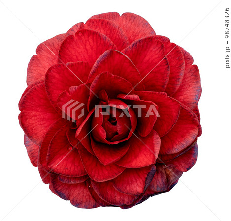 Red camellia flower isolated on white background 98748326