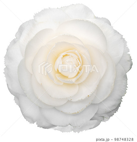 White camellia flower isolated on white background 98748328