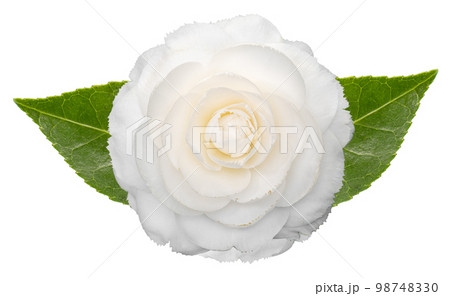 White camellia flower with leaves isolated on white background 98748330