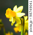 Yellow Narcissus flowers 98749041