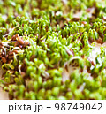 Sprouting of the seeds (linseeds) 98749042