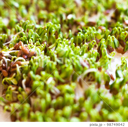 Sprouting of the seeds (linseeds) 98749042