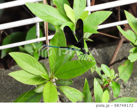 ハグロトンボ（昆虫） 98749172