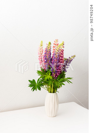 Lupinus in a white vase 98749204