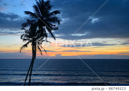 Silhouette coconut palm tree against backdrop magnificent sunset Silhouette coconut palm tree against backdrop magnificent sunset 98749323