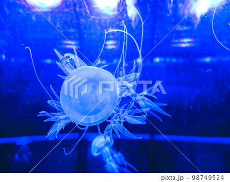 クラゲの水槽 98749524