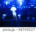 輝くクラゲ 98749527