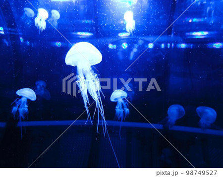 輝くクラゲ 98749527