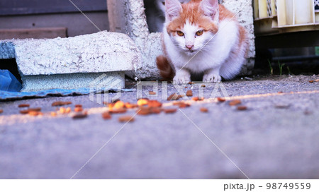 餌を食べたそうに見つめる野良猫 子猫 98749559