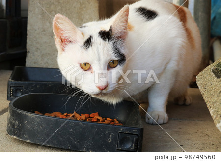 餌を食べる野良猫 綺麗な瞳 目線 白 餌を食べる野良猫 綺麗な瞳 目線 白 98749560