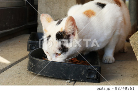 美味しそうに餌を食べる野良猫 白 茶色 美味しそうに餌を食べる野良猫 白 茶色 98749561