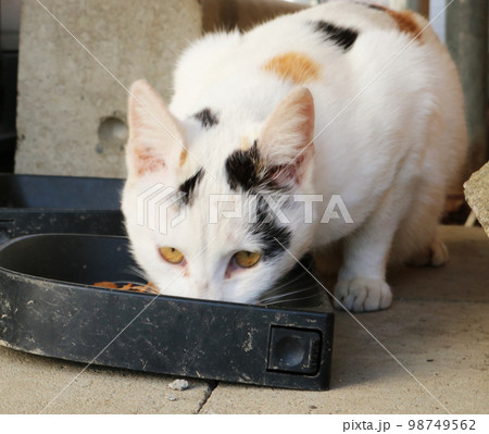 餌を食べる野良猫 白猫 警戒しながら 餌を食べる野良猫 白猫 警戒しながら 98749562