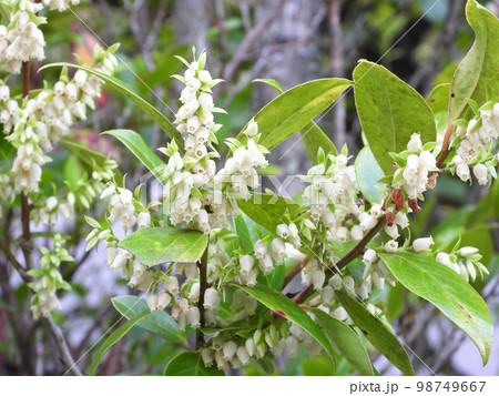 シャシャンボの花 シャシャンボの花 98749667