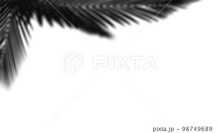 abstract background of shadows palm leaf on a white wall. White and Black. 3d rendering abstract background of shadows palm leaf on a white wall. White and Black. 3d rendering 98749689