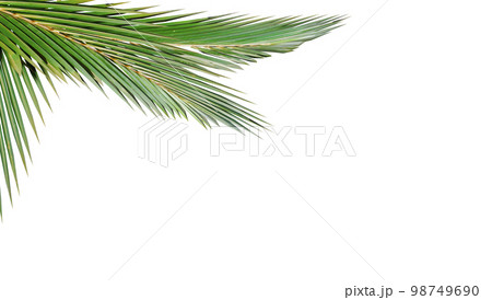 fresh green leaves front of the white blackground. 3d rendering 98749690