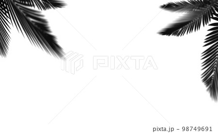 abstract background of shadows palm leaf on a white wall. White and Black. 3d rendering abstract background of shadows palm leaf on a white wall. White and Black. 3d rendering 98749691