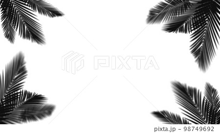 abstract background of shadows palm leaf on a white wall. White and Black. 3d rendering 98749692