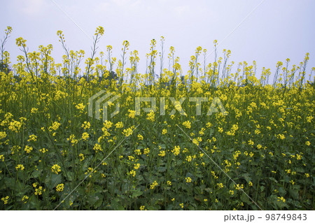Yellow Rapeseed flowers in the field with blue sky. selective focus Natural landscape view Yellow Rapeseed flowers in the field with blue sky. selective focus Natural landscape view 98749843