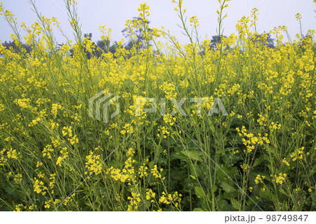 Yellow Rapeseed flowers in the field with blue sky. selective focus Natural landscape view   98749847