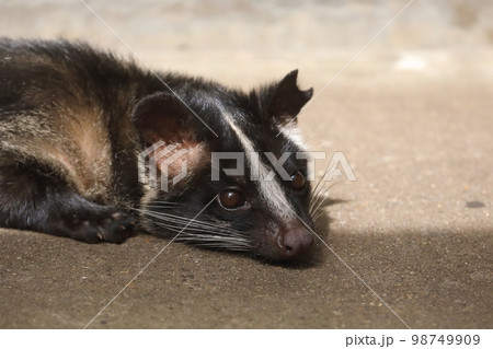 ハクビシンの顔のクローズアップ 98749909