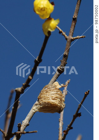 東京都葛飾区の水元公園　蝋梅とカマキリの卵　ロウバイ 98750002