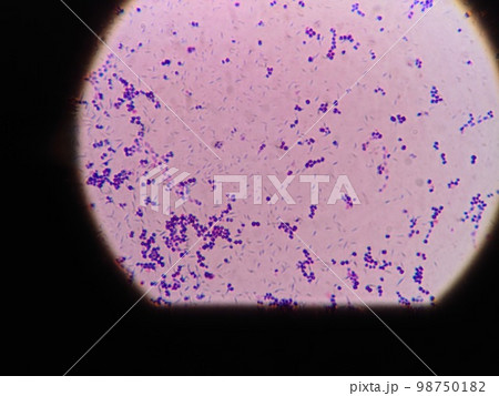 飲むヨーグルトより分離の乳酸菌 飲むヨーグルトより分離の乳酸菌 98750182